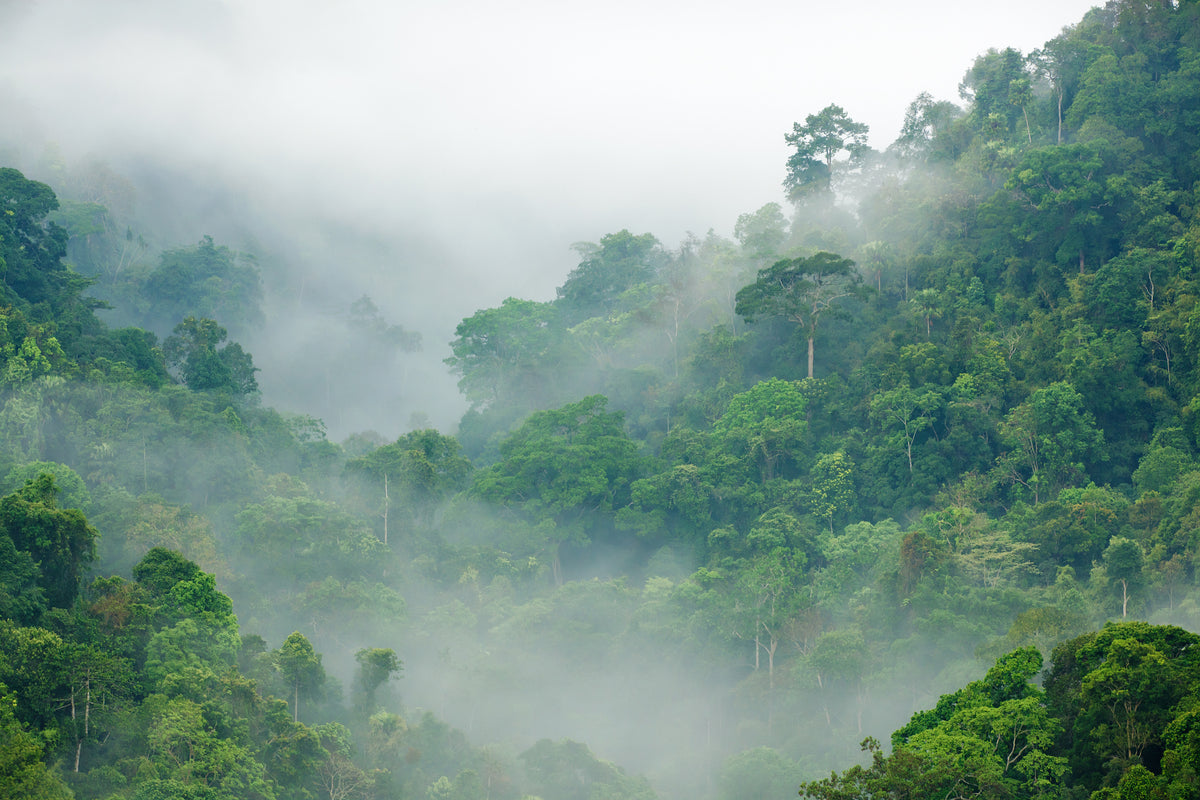 modern-3-piece-canvas-print-rainforest-morning-fog
