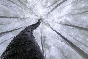 modern-3-piece-aluminium-print-beech-forest-2