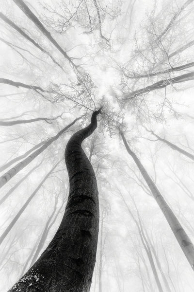 poster-print-the-winter-2