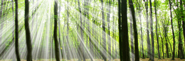 panoramic-3-piece-aluminium-print-magic-light-in-the-trees-panorama