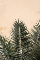 framedcanvas-print-palm-leaves-and-wall-1