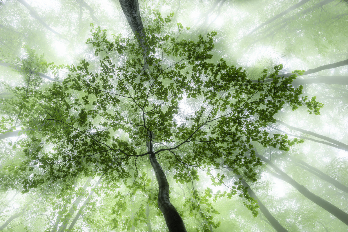 3-piece-acrylic-print-green-forest-2