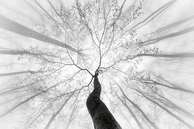 poster-print-spring-talk-with-trees