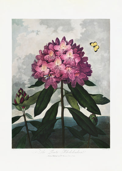 poster-print-the-pontic-rhododendron-from-the-temple-of-flora-1807
