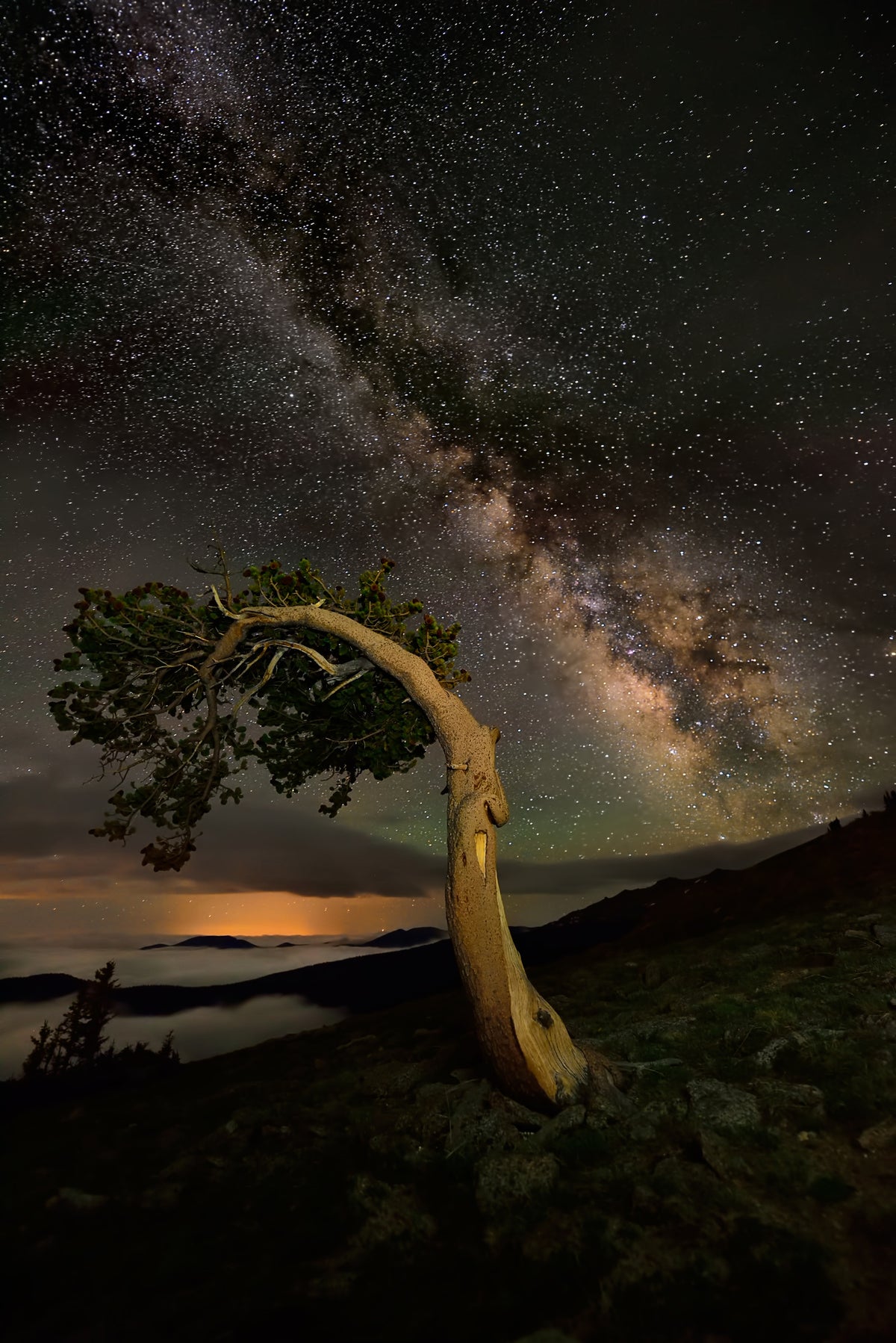 canvas-print-night-companion