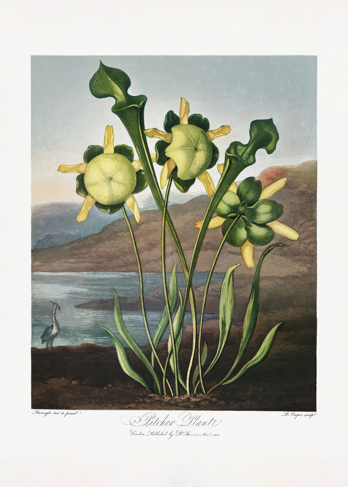 framedcanvas-print-pitcher-plant-from-the-temple-of-flora-1807