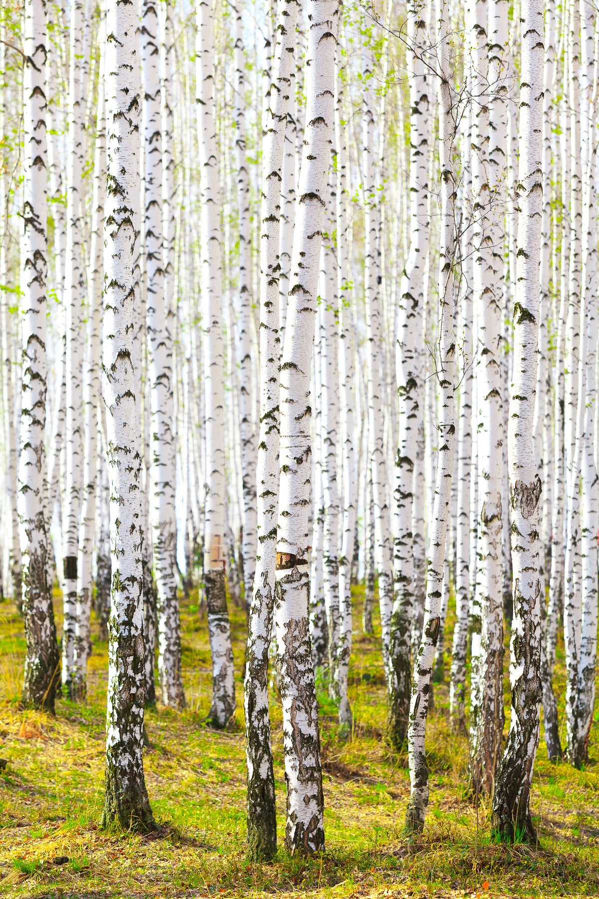canvas-print-the-birch-forest-in-the-spring