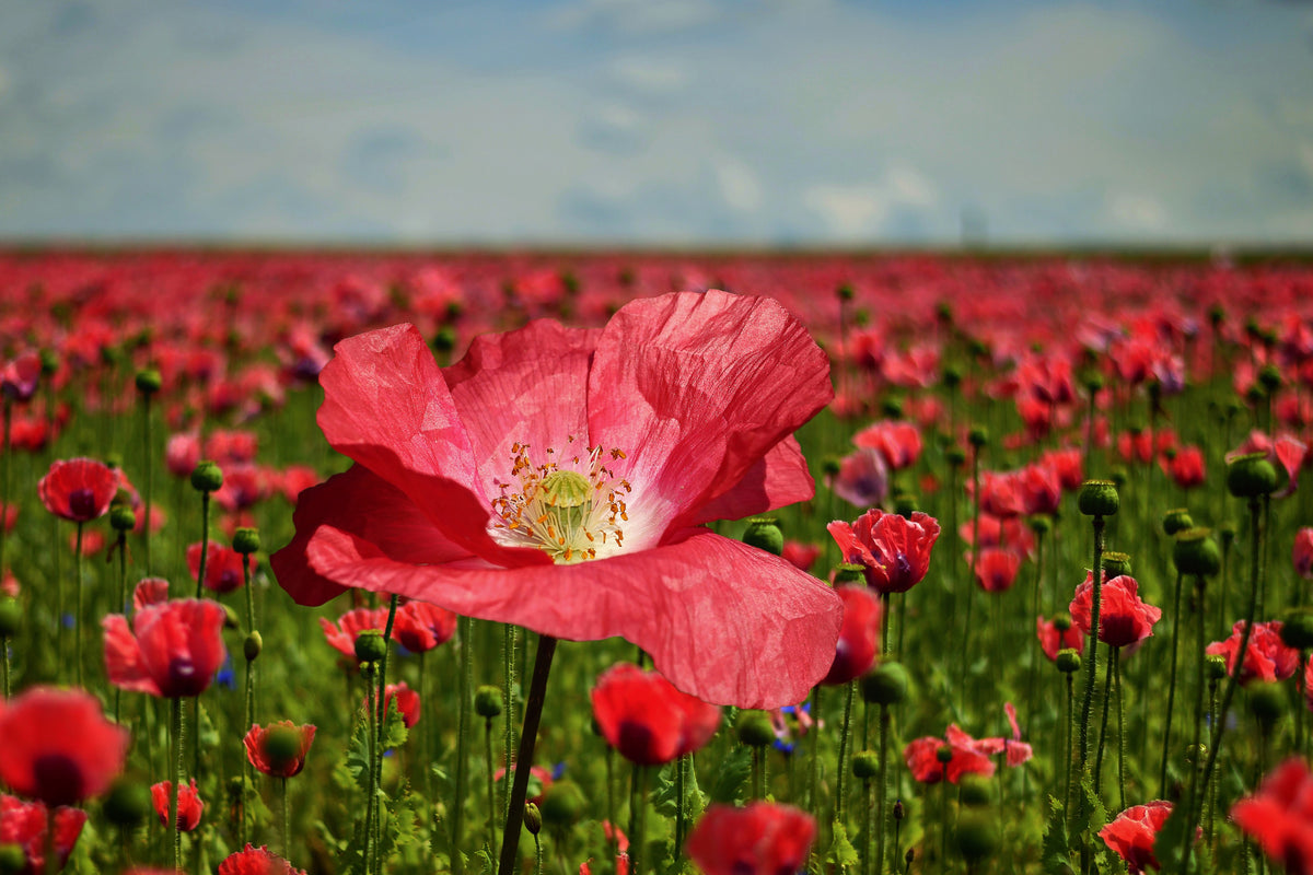 framedposter-print-the-lush-poppy-field