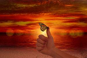 canvas-print-the-butterfly-in-the-evening-light