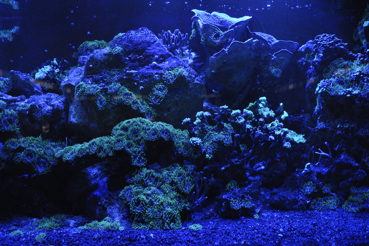 framedcanvas-print-coral-reef-in-blue