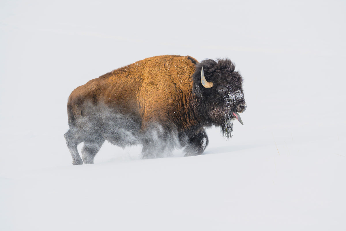 aluminium-print-bison-in-the-snow-x