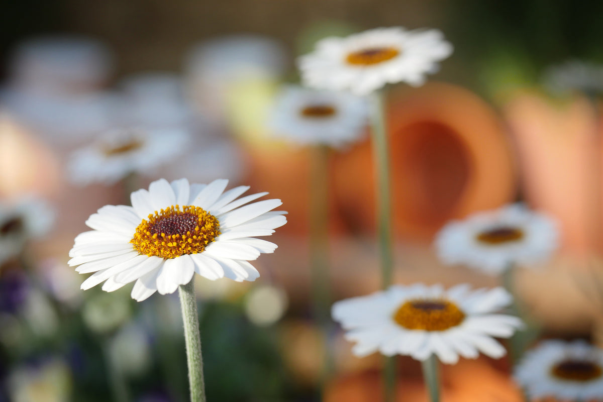 canvas-print-daisies-xl
