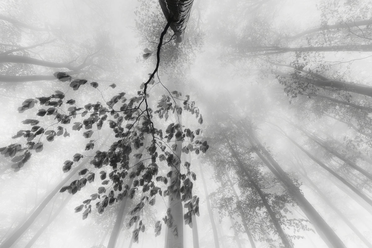 canvas-print-summer-silence