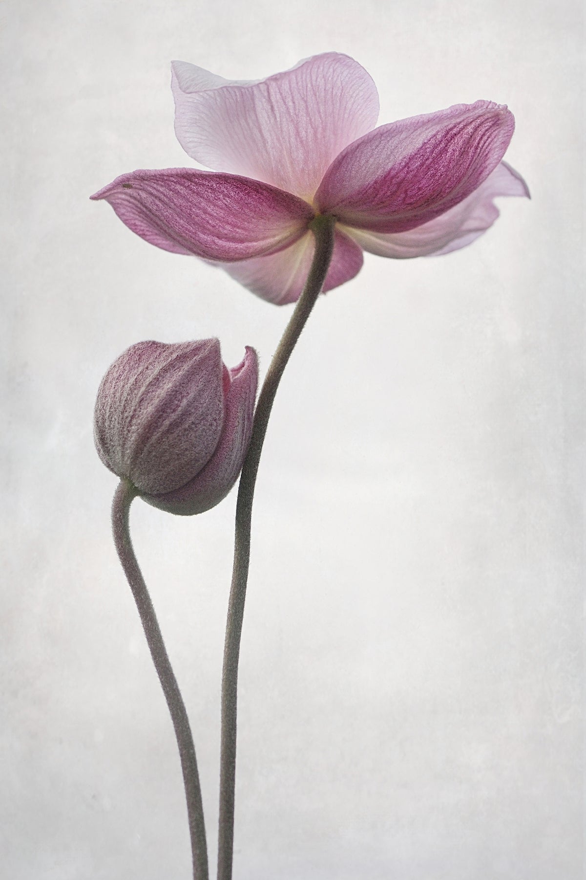 acrylic-print-a-little-touch-x