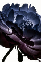 framedcanvas-print-lightfall-florals-indigo-halo