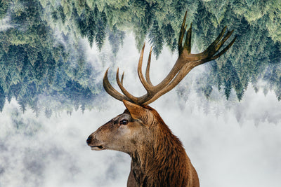 poster-print-the-deer-and-the-woods-x