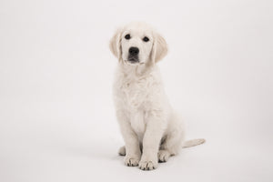 3-piece-acrylic-print-sweet-golden-retriever-puppy
