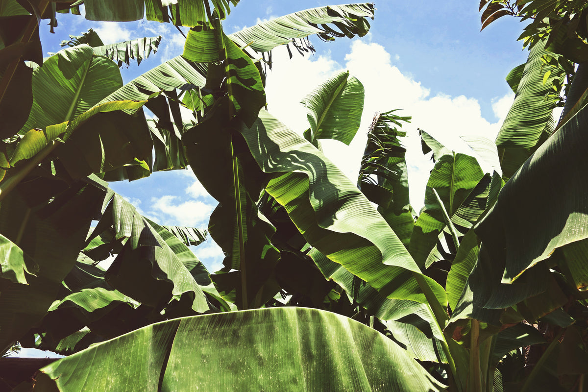 acrylic-print-in-the-middle-of-the-jungle