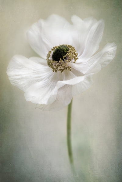 poster-print-single-white