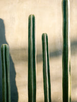 framedcanvas-print-oaxaca-shades-of-green-mexico-travel-photography