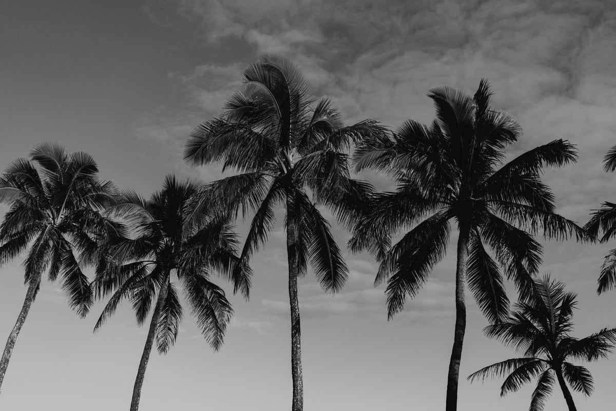 modern-3-piece-canvas-print-hawaiian-palms