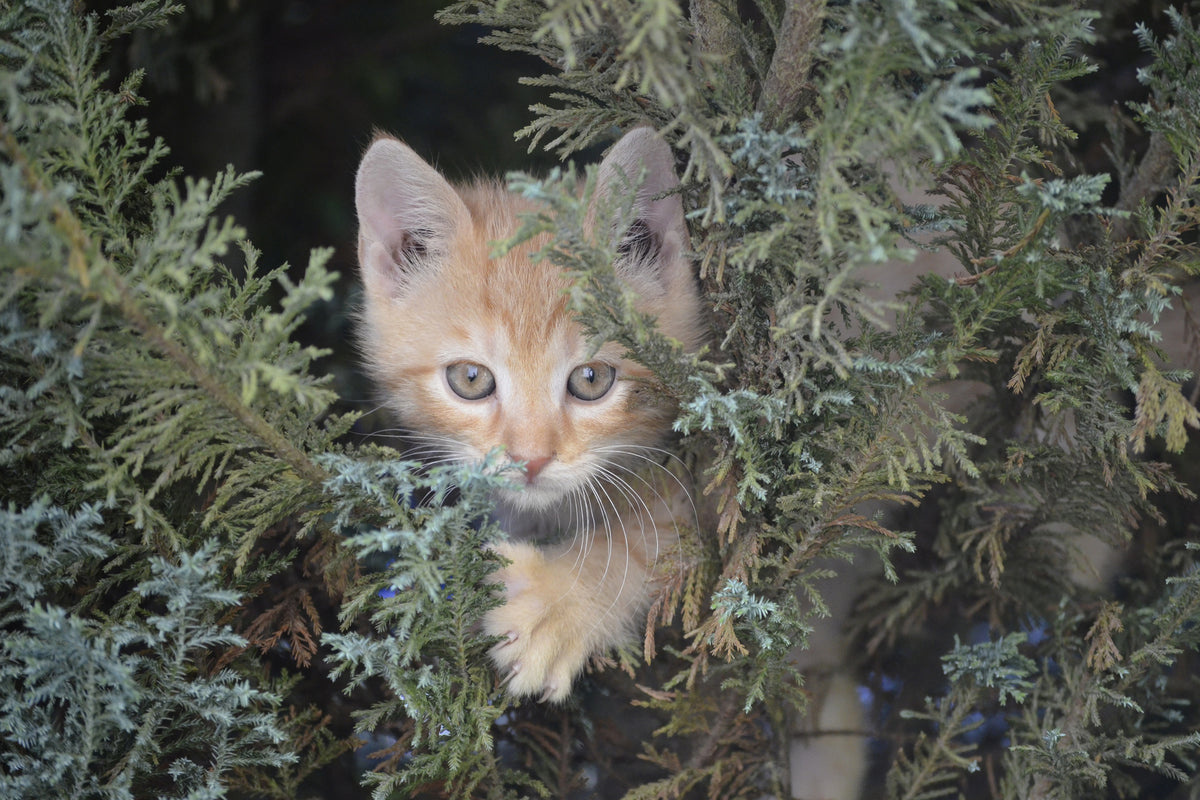 acrylic-print-tiger-kitten