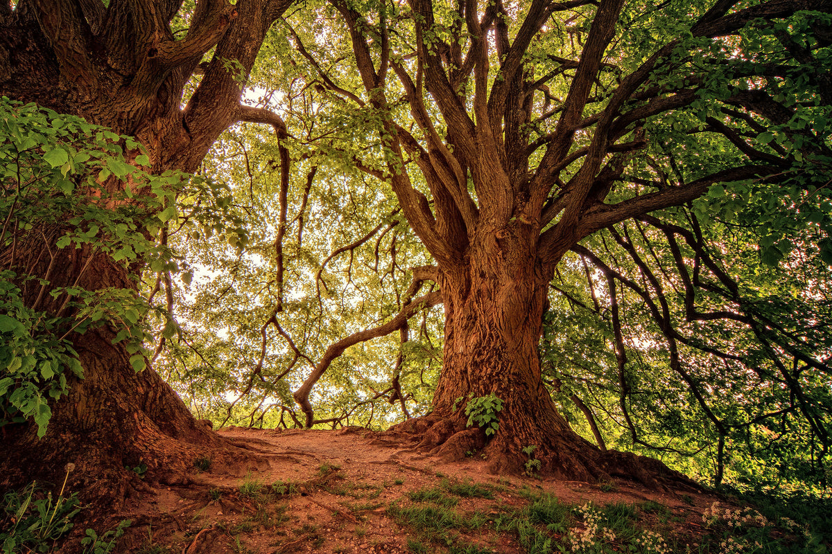 aluminium-print-in-the-dense-forest