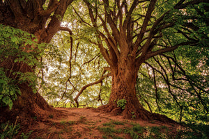 modern-3-piece-canvas-print-in-the-dense-forest