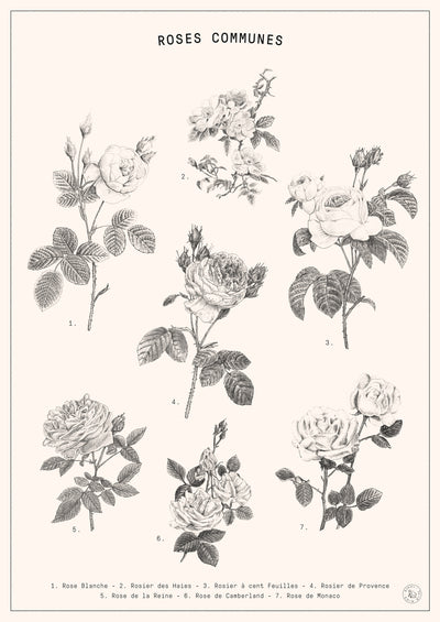 poster-print-roses-2