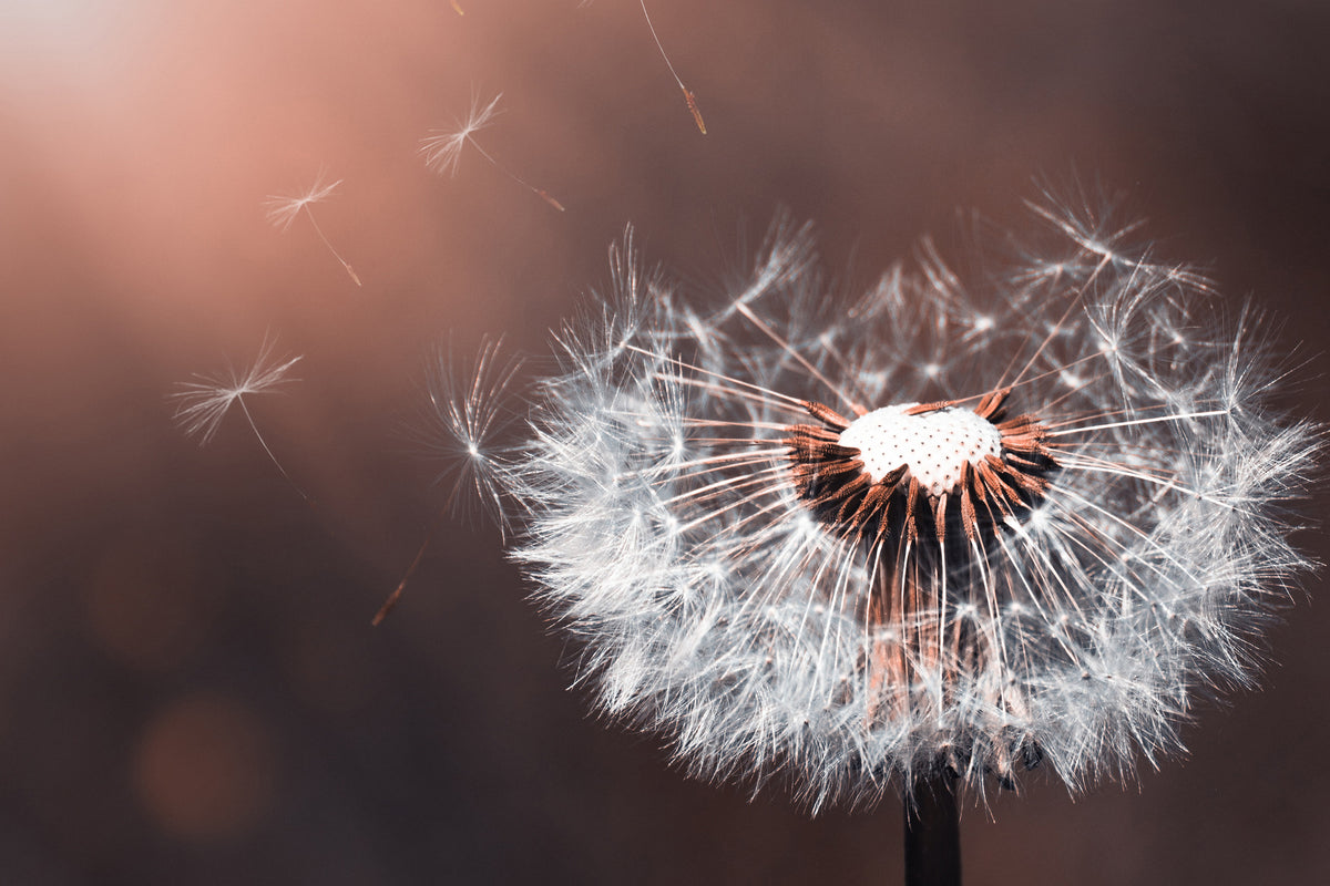 aluminium-print-dandelion-in-the-evening-light