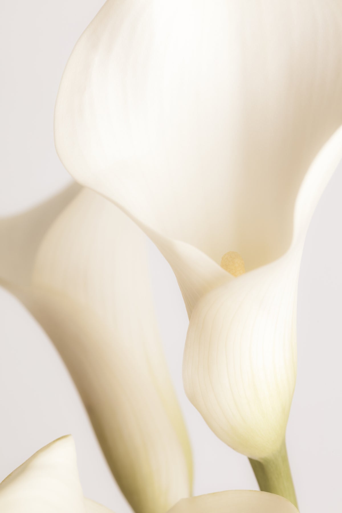 aluminium-print-white-calla-lily-no-2