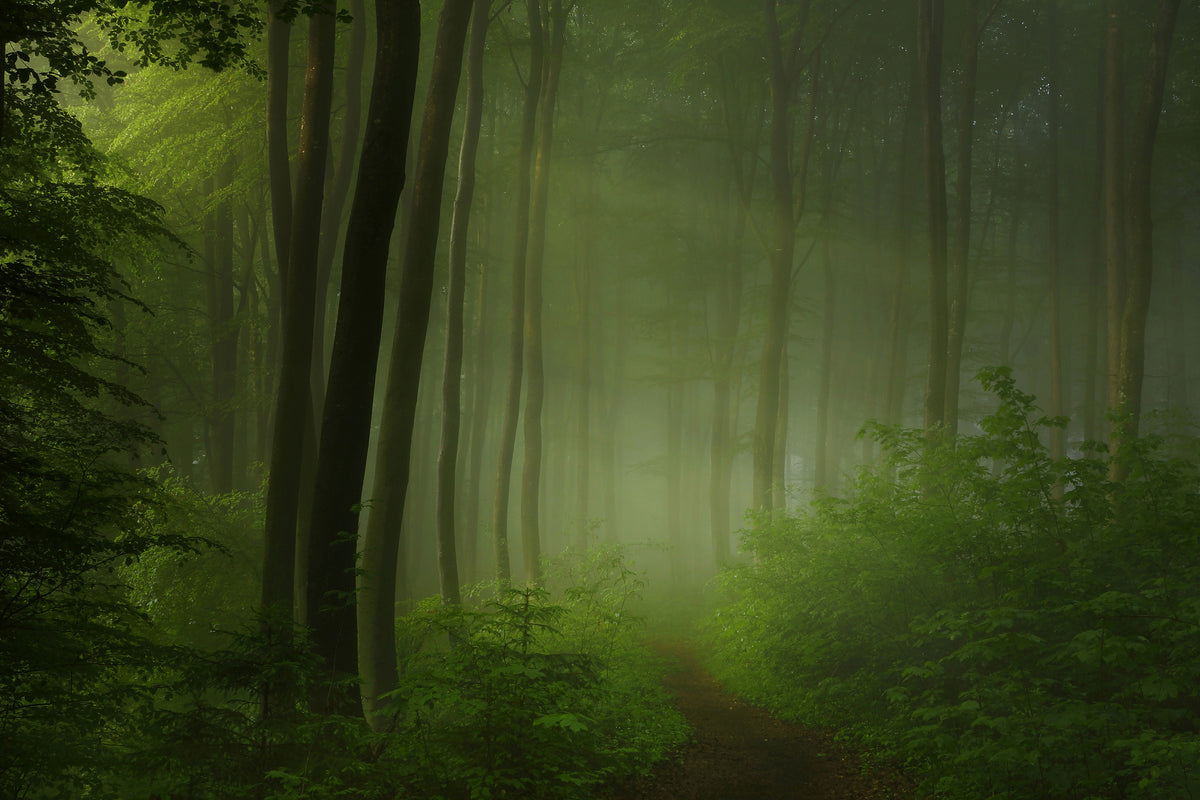 canvas-print-forest-morning