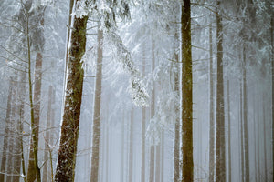 modern-3-piece-acrylic-print-forest-in-winter