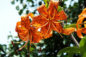 framedposter-print-the-wild-tiger-lilies