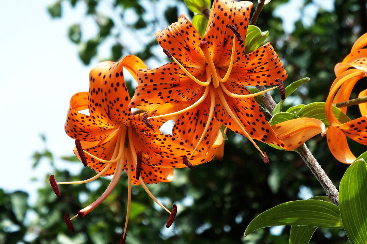framedposter-print-the-wild-tiger-lilies