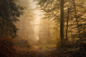 3-piece-acrylic-print-autumnal-woodland