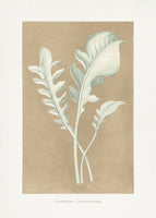 poster-print-centaurea-candidissima-blatt