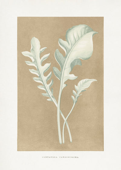 poster-print-centaurea-candidissima-blatt
