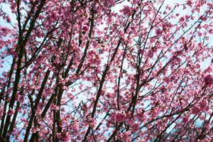 3-piece-canvas-print-japanese-cherry-blossom
