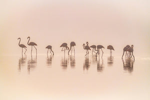 acrylic-print-flamingos-in-the-mist-x