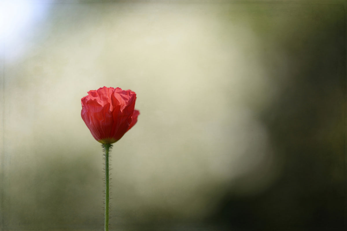 canvas-print-red-poppy