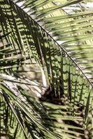 framedposter-print-palmlight