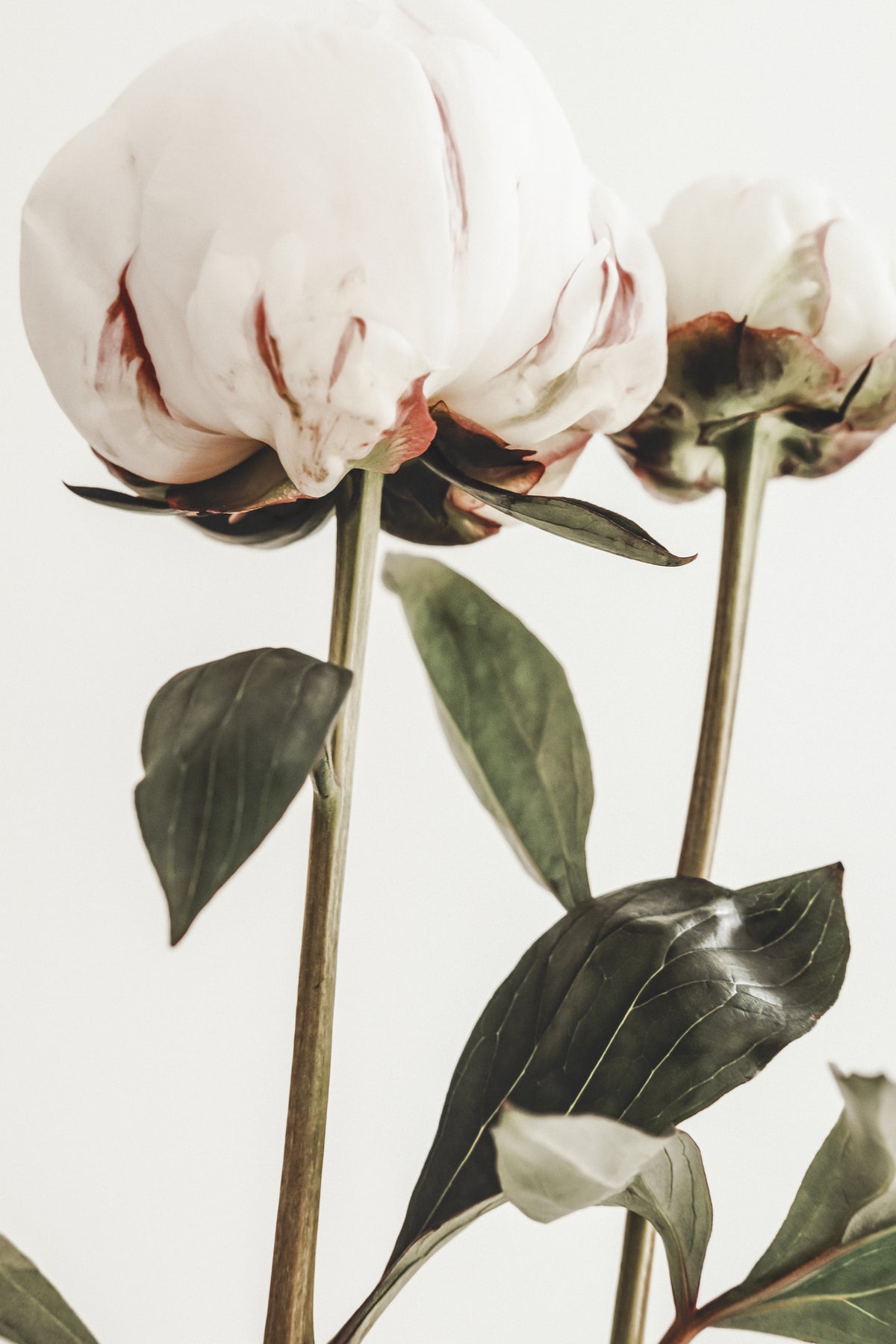 acrylic-print-peony-24