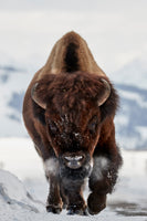 canvas-print-bison-incoming-x