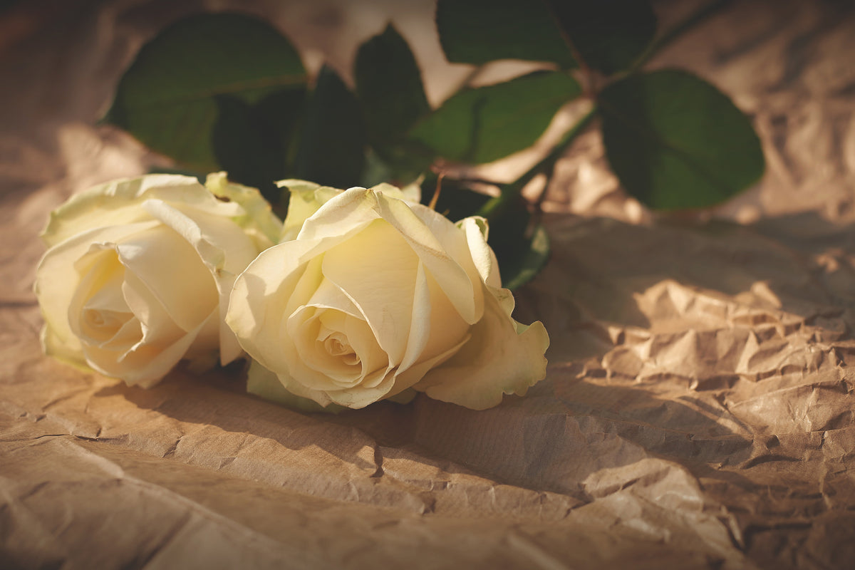 aluminium-print-the-purity-of-the-roses