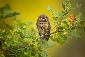 acrylic-print-eurasian-scops-owl-x