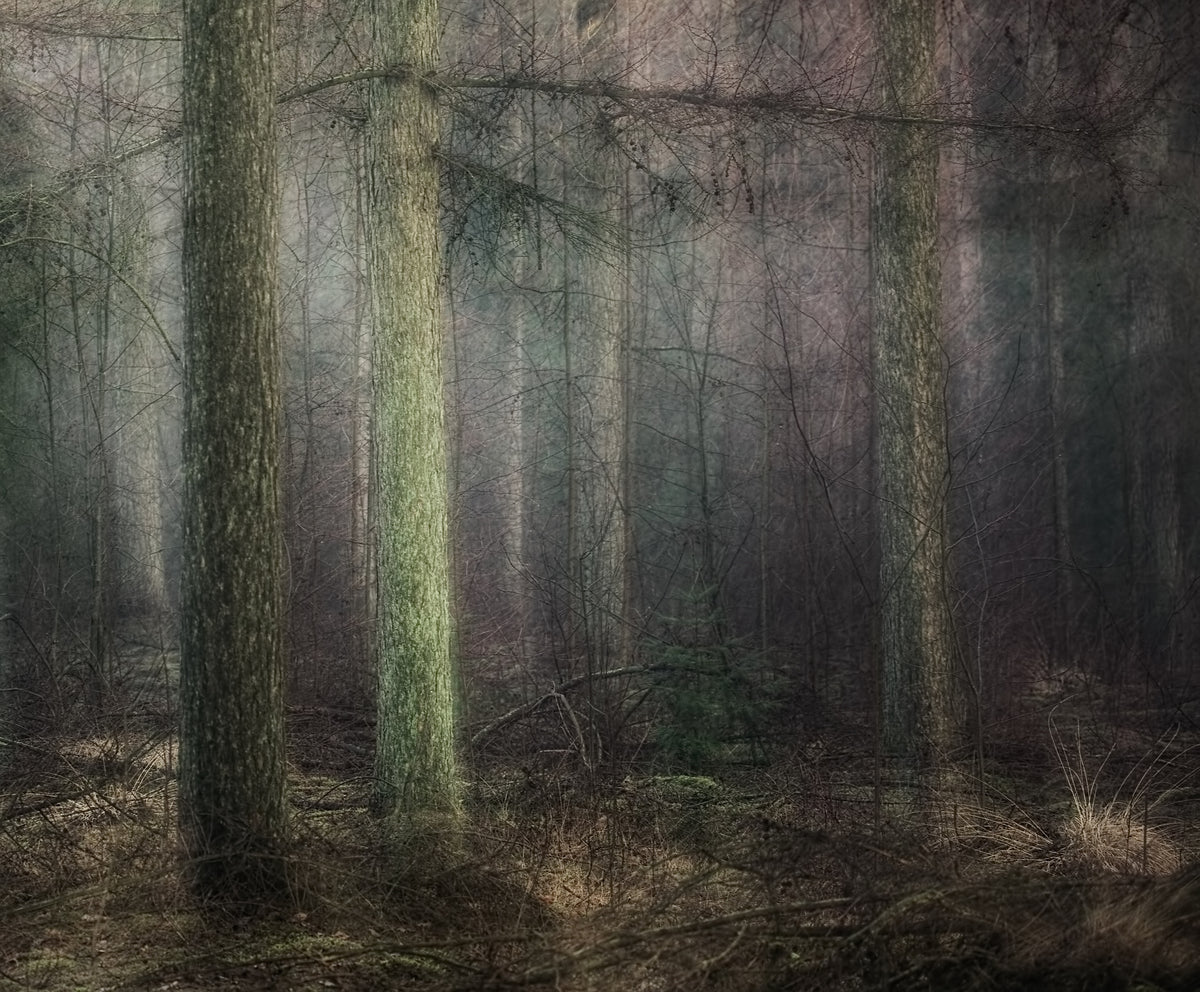 acrylic-print-larch