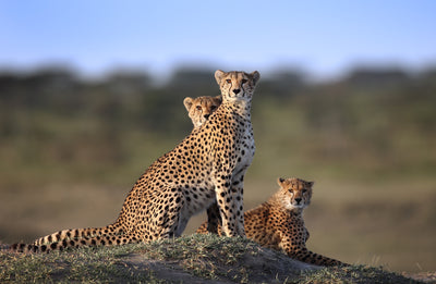 poster-print-cheetahs-family