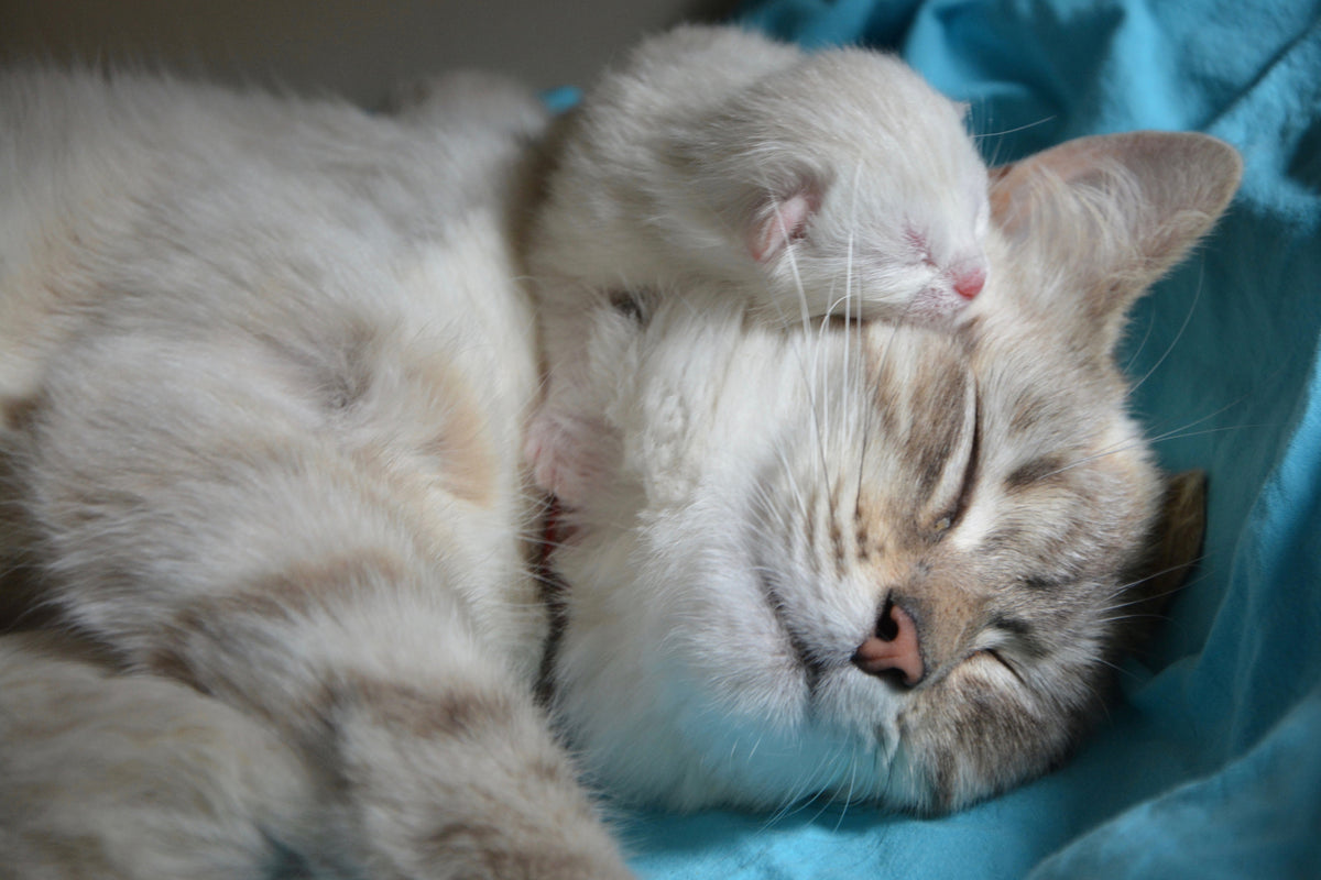 canvas-print-cats-mom-with-baby