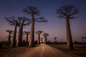 framedcanvas-print-allace-des-baobabs-x